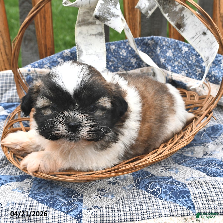 Teddy Bear dogs Mocha - Ad 2