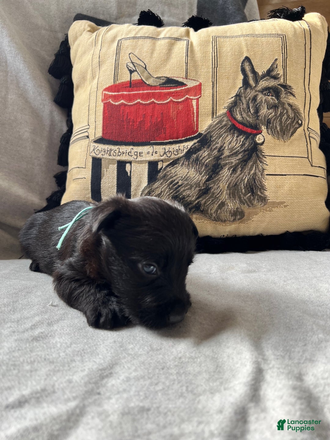 Scottish Terrier dogs for sale: Scottish Terrier Puppy 2 - Ad 1