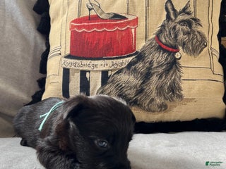 Scottish Terrier dogs Scottish Terrier Puppy 2 - Ad 3