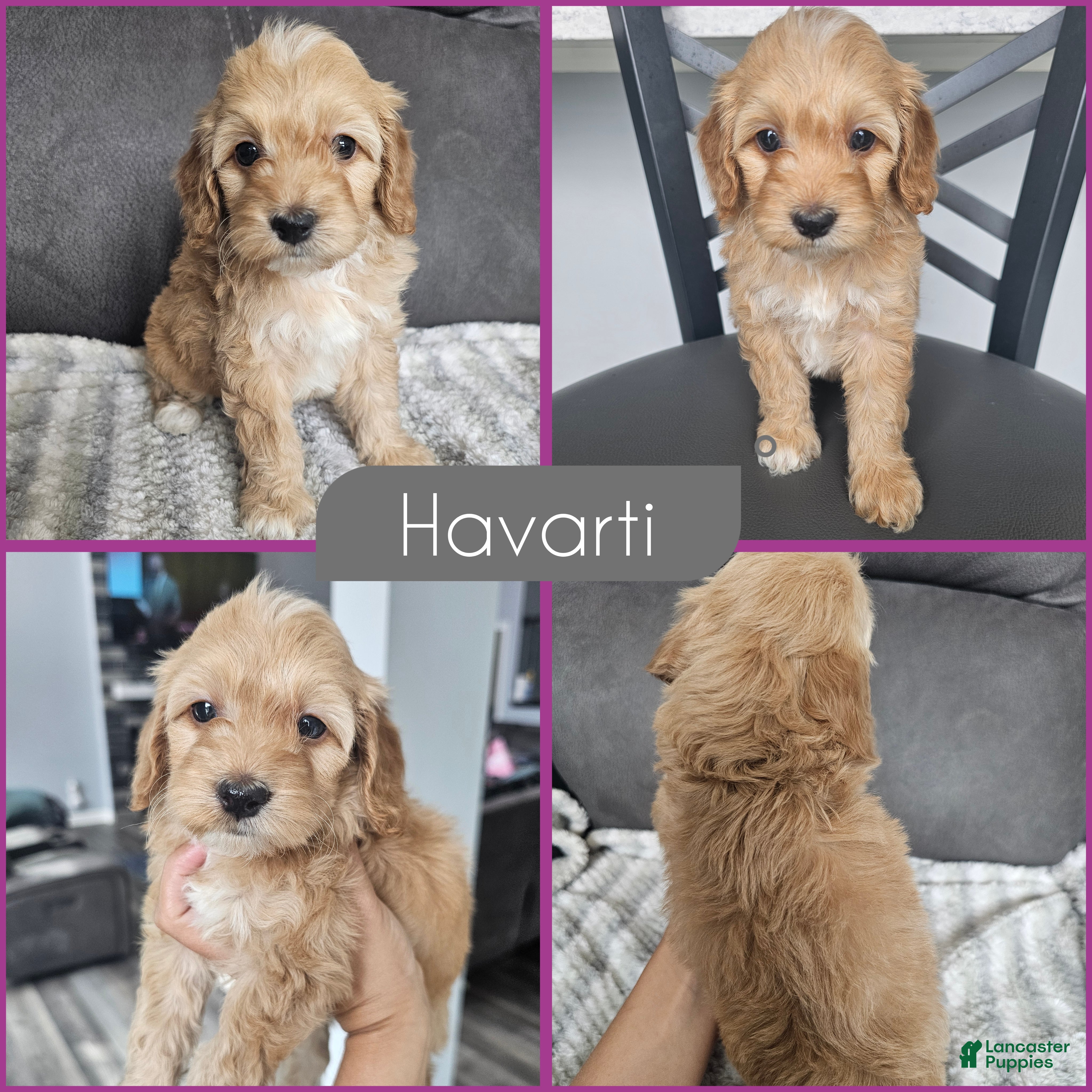 Cockapoo dogs Havarti - Ad 1