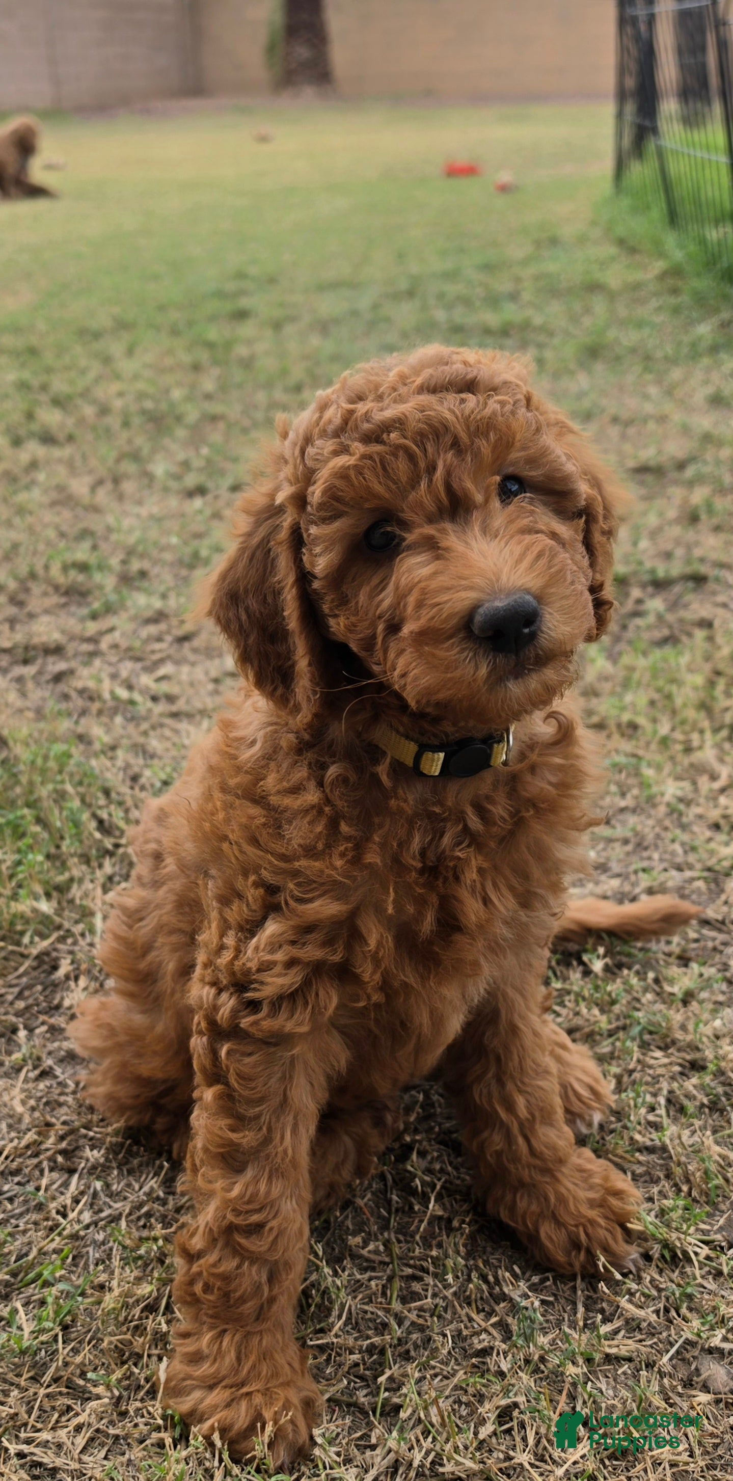 Mini Goldendoodle dogs for sale: Julie (27 - 33 lbs full grown) - Ad 1