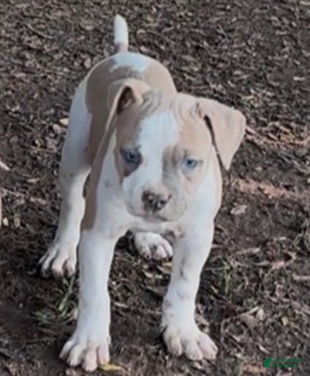 American Bulldog dogs for sale: Boy 1 - Ad 2