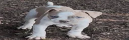 American Bulldog dogs for sale: Boy 1 - Ad 1