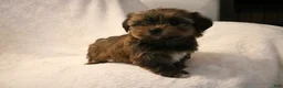 Shorkie dogs for sale: Becca - Ad 13