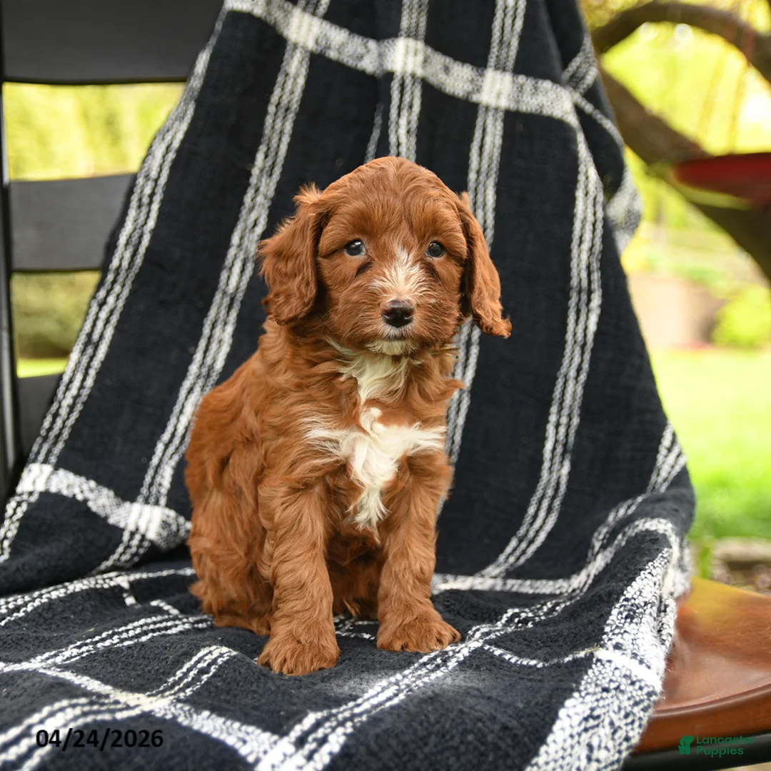 Cavapoo dogs for sale: Hershey - Ad 2