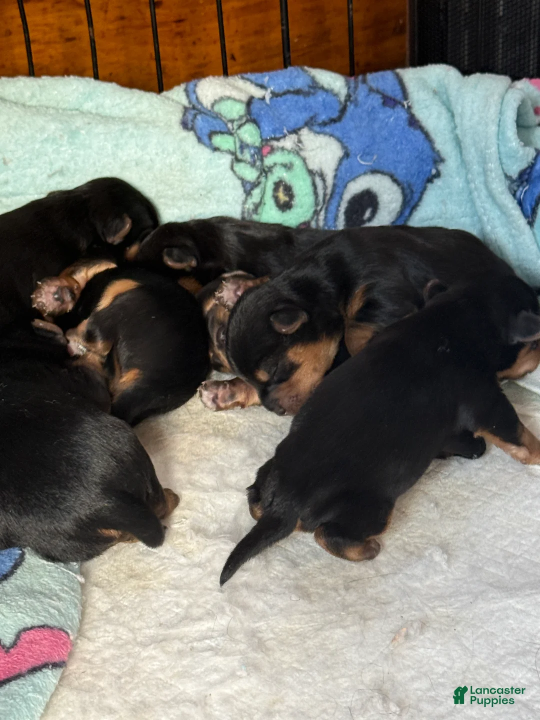 Yorkshire Terrier dogs for sale: Jordan - Ad 2
