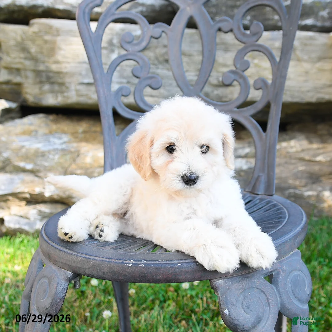 Mini Goldendoodle dogs for sale: Kathy - Ad 2