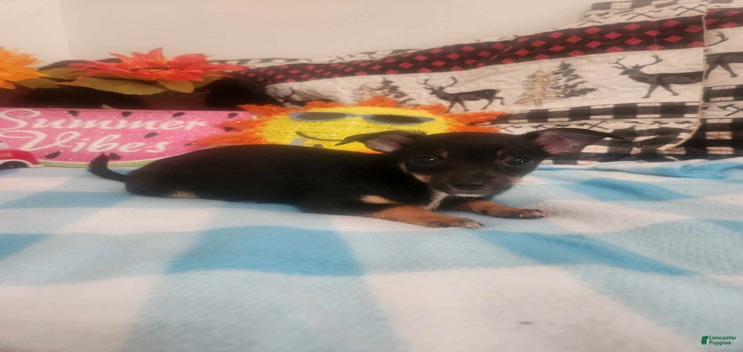 Gallery Image {{count}}