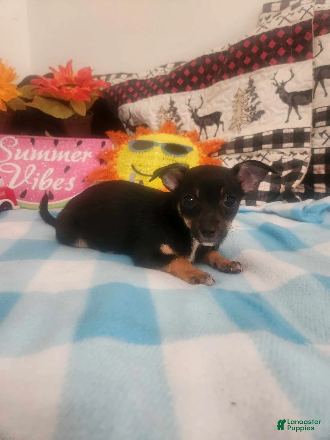 Gallery Image {{count}}