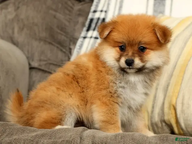 Pomeranian dogs Moe - Ad 2