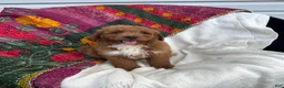 Mini Goldendoodle dogs for sale: Lupin - Ad 5