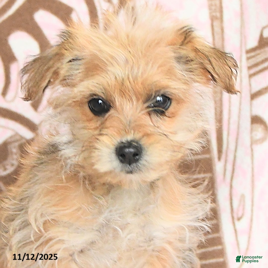 Mixed Breed dogs for sale: Cocopuff - Ad 5