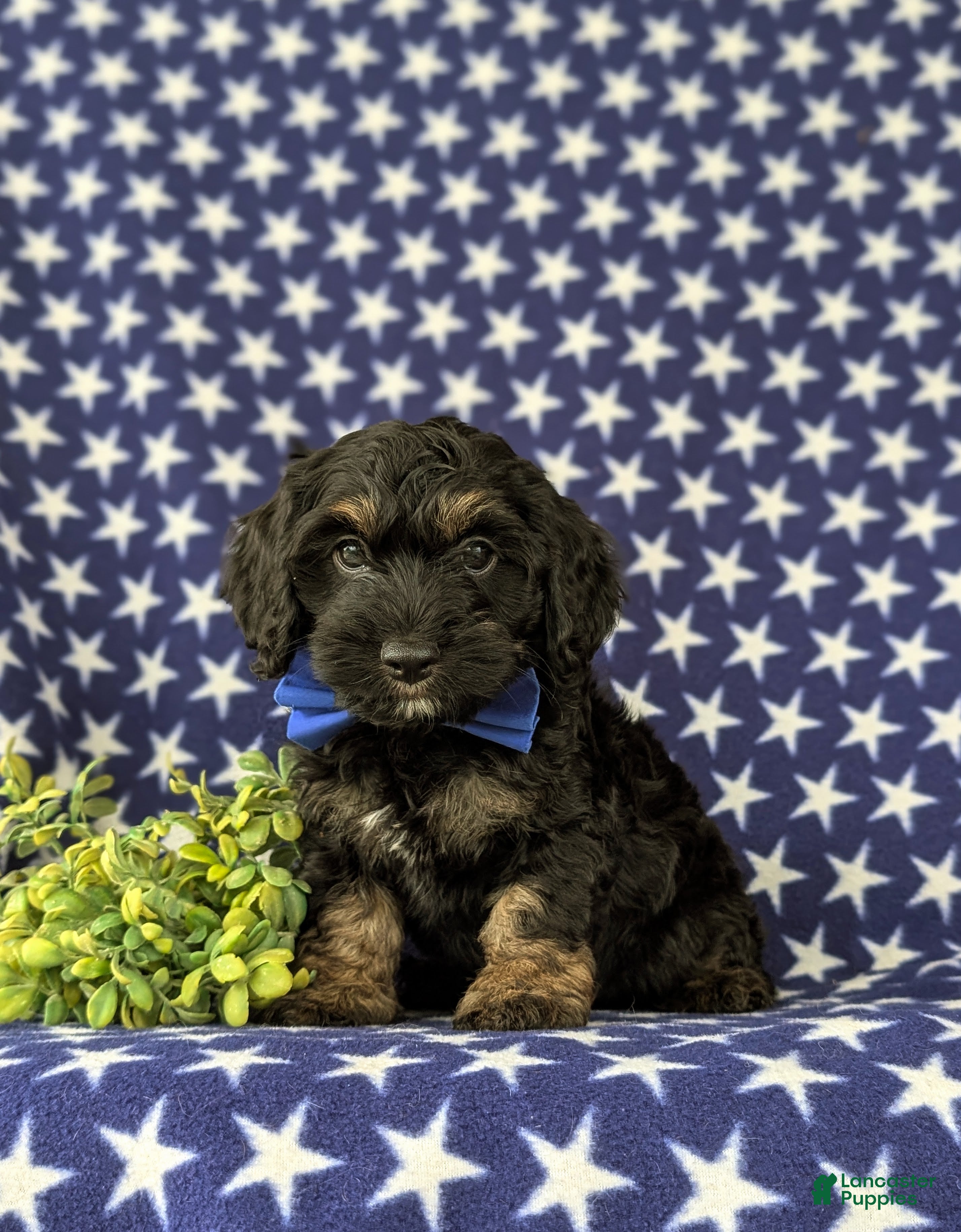 Cockapoo dogs Augustus - Ad 1