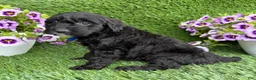 Mini Goldendoodle dogs for sale: Annie - Ad 3