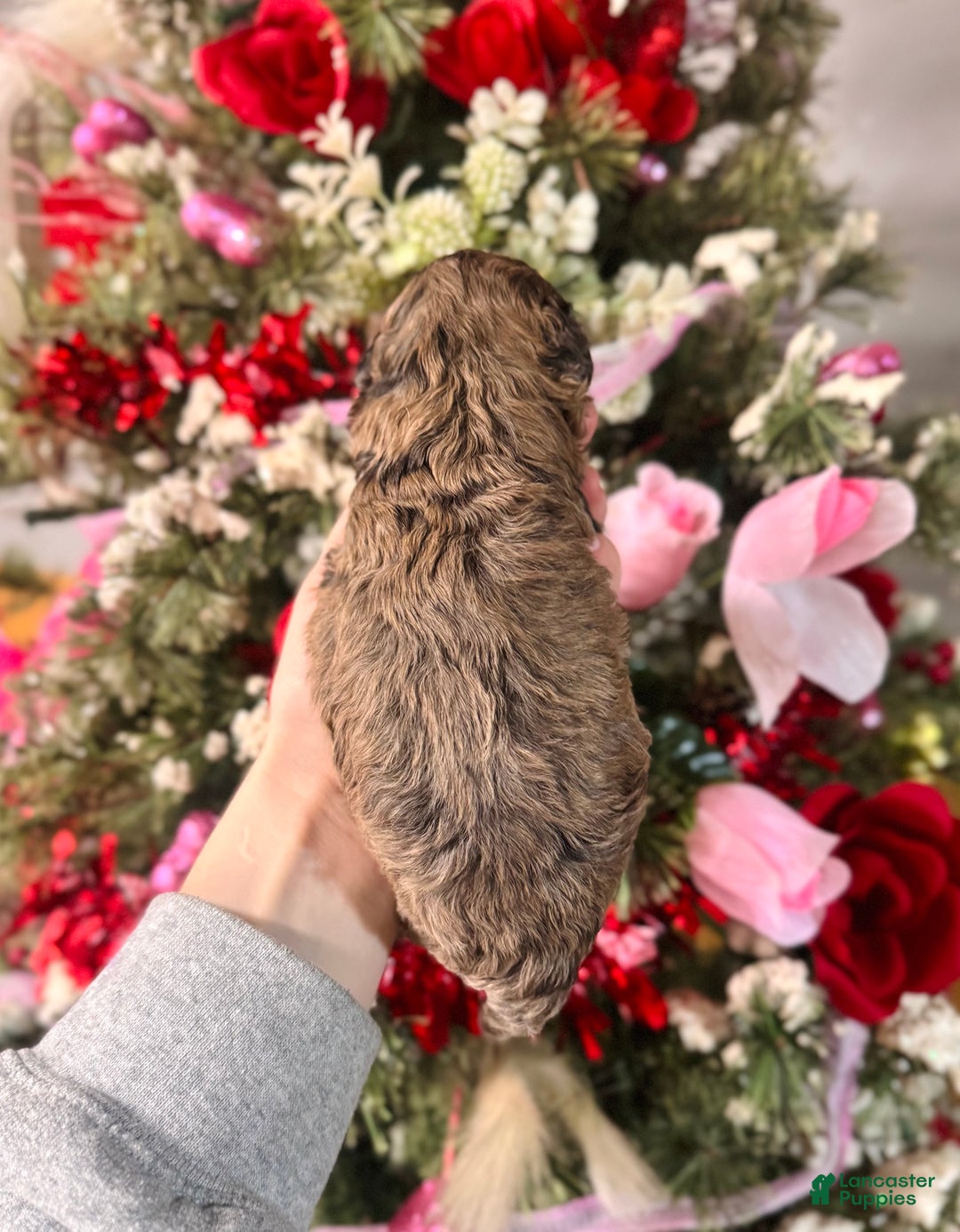 Cockapoo dogs for sale: Cockapoo Puppy 1 - Ad 3