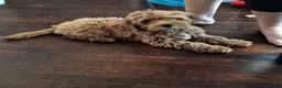 Cavapoo dogs for sale: Cavapoo 1 - Ad 3