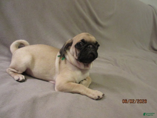 Pug dogs for sale: Pug Puppy 2 - Ad 13