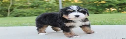 Mini Bernedoodle dogs for sale: April - Ad 4