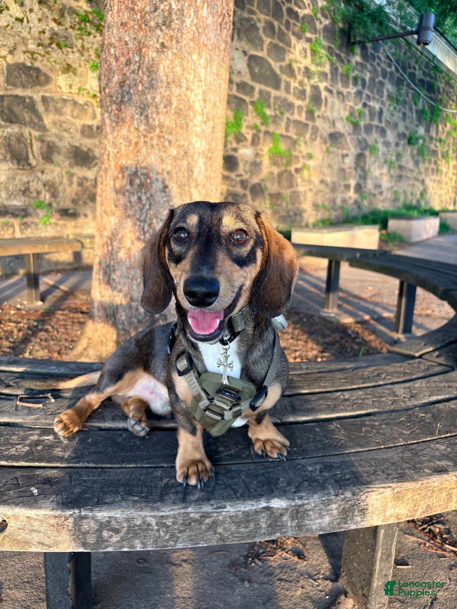 Miniature Dachshund dogs Oaties  - Ad 2