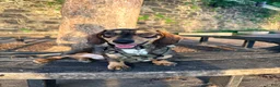 Miniature Dachshund dogs for stud: Oaties  - Ad 1