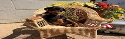 Miniature Pinscher dogs for sale: Jemima - Ad 5