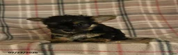 Morkie dogs for sale: Zorro - Ad 5