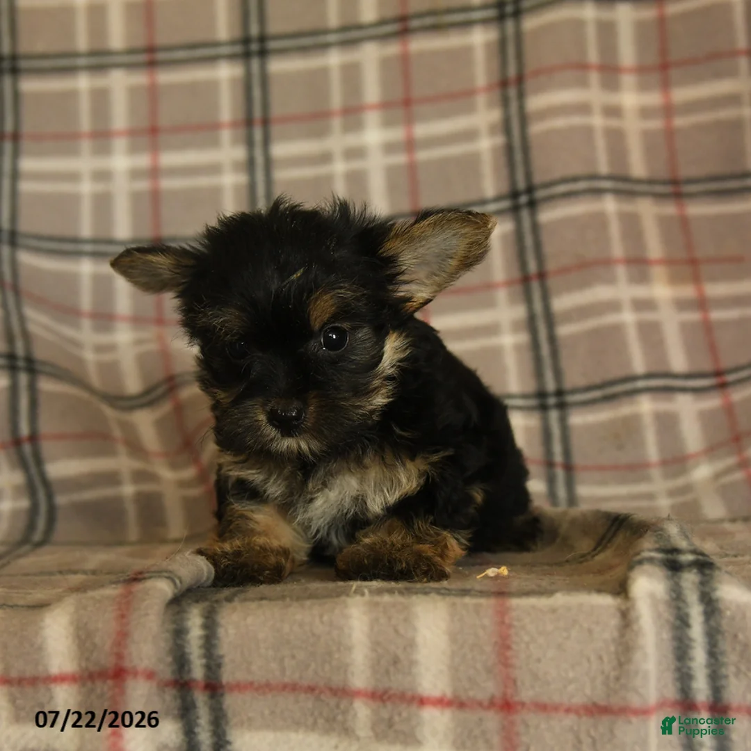 Morkie dogs for sale: Zorro - Ad 5