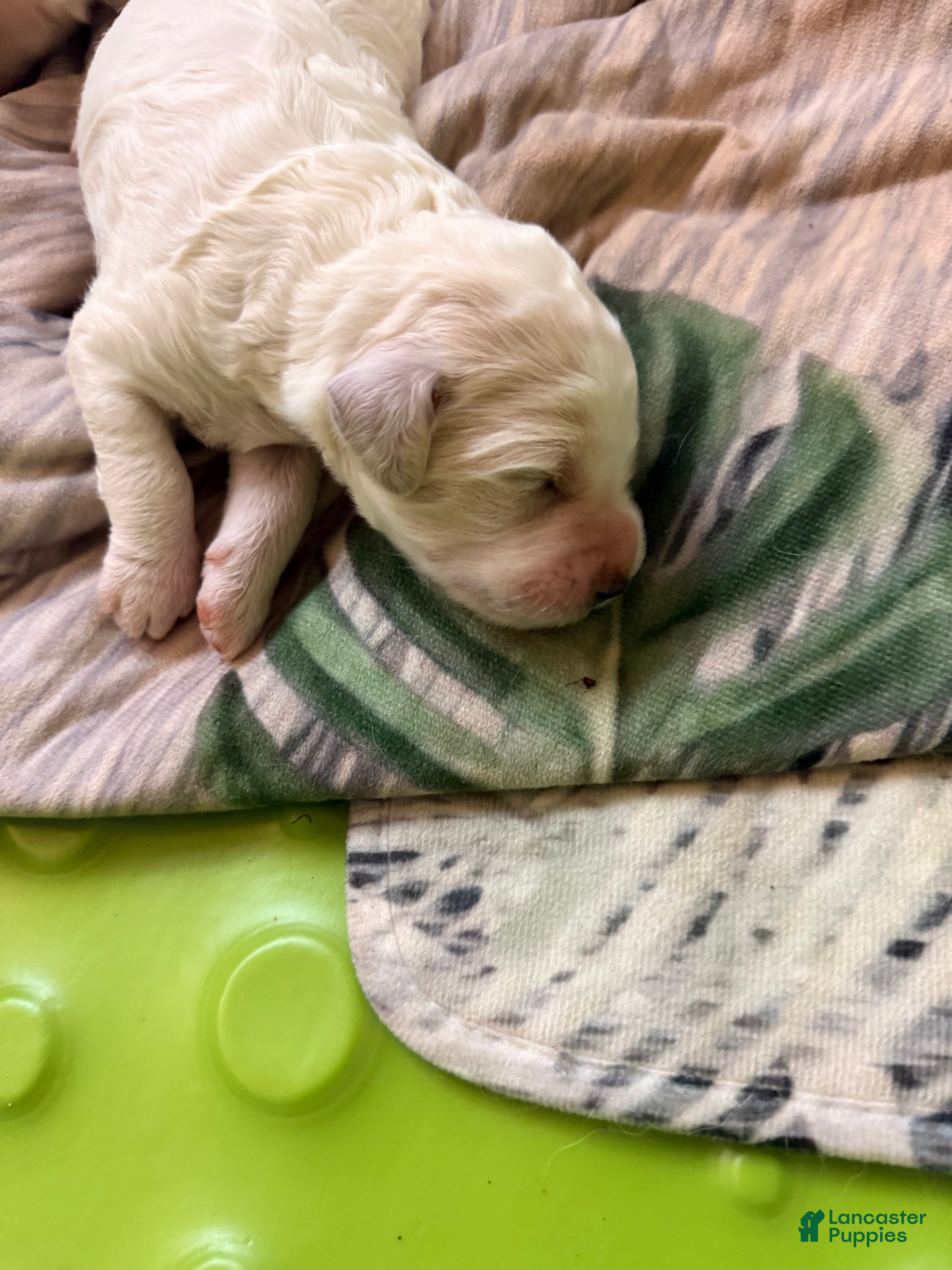 Mixed Breed dogs Romulus - Ad 18