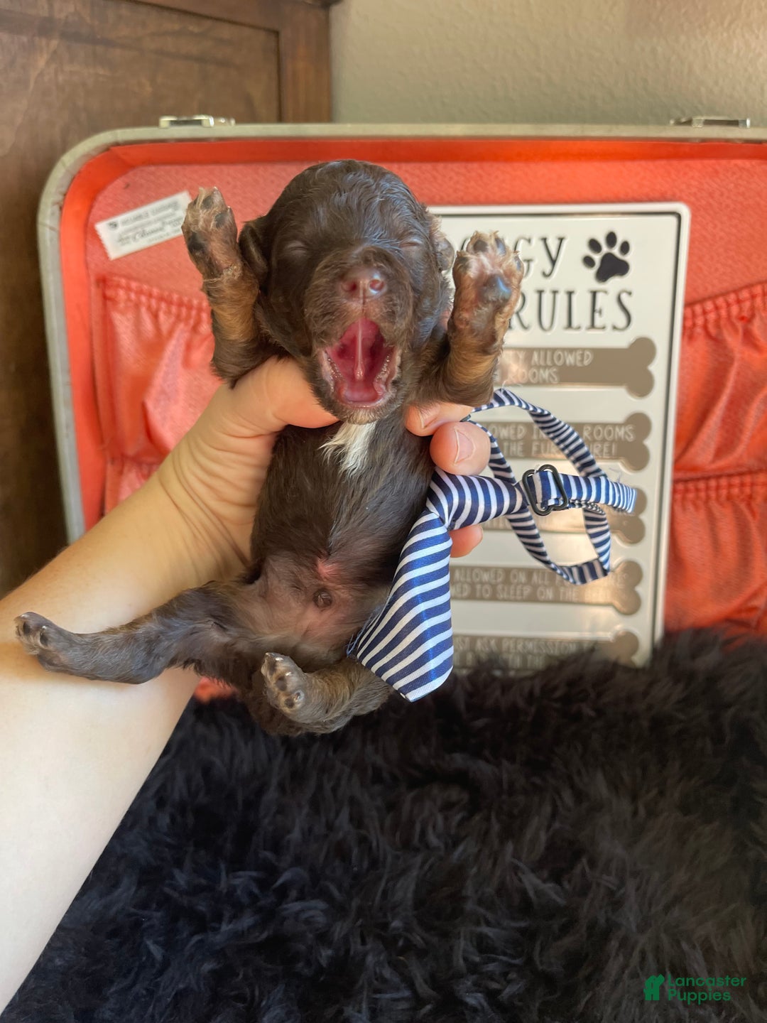 Miniature Poodle dogs for sale: Akc Clear Chocolate Phantom Boy 1 - Ad 2