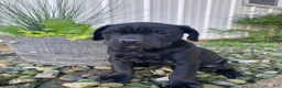 Cane Corso dogs for sale: Janelle - Ad 6