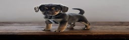 Puggle dogs for sale: Hershey - Ad 1