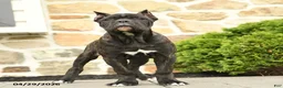 Cane Corso dogs for sale: Tilly - Ad 3