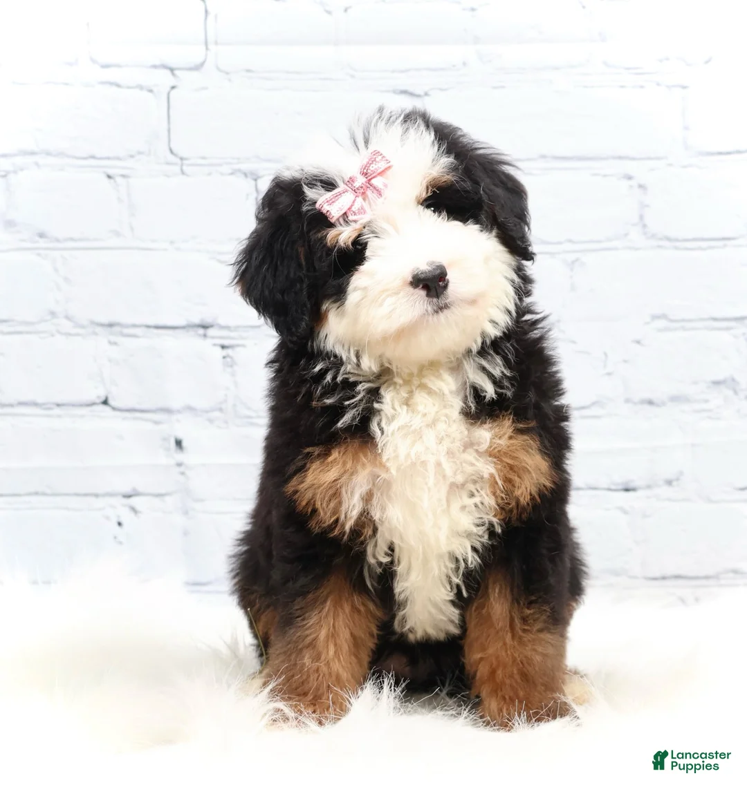 Mini Bernedoodle dogs for sale: Dawson - Ad 4