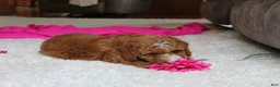 Cavapoochon dogs for sale: Millie - Ad 5