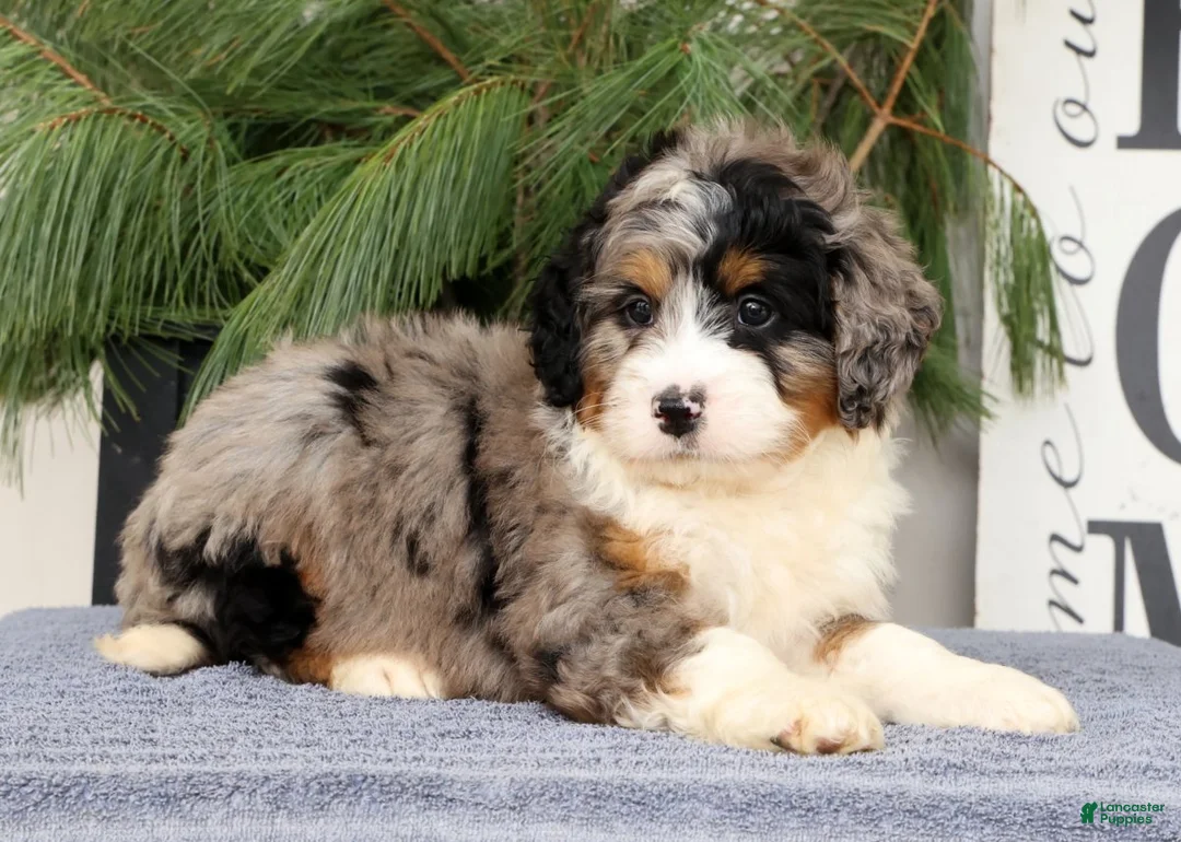 Mini Bernedoodle dogs for sale: Talon - Ad 2