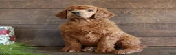 Standard Poodle dogs for sale: Atlas - Ad 2