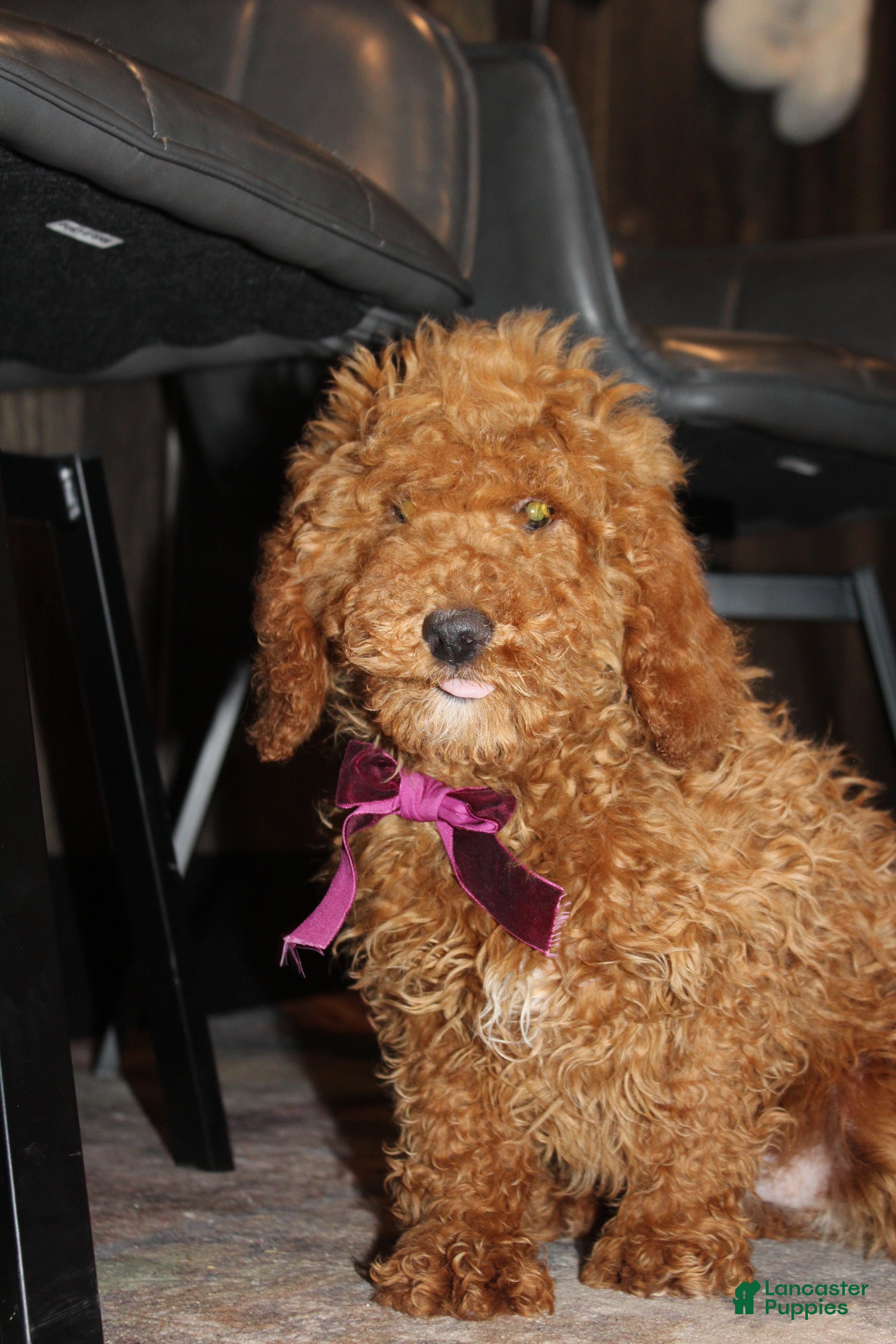 Miniature Poodle dogs AKC Piper - Ad 1