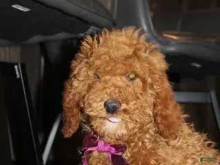 Miniature Poodle dogs for sale: AKC Piper - Ad 3