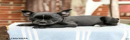 Frenchton dogs for sale: Dakota - Ad 3