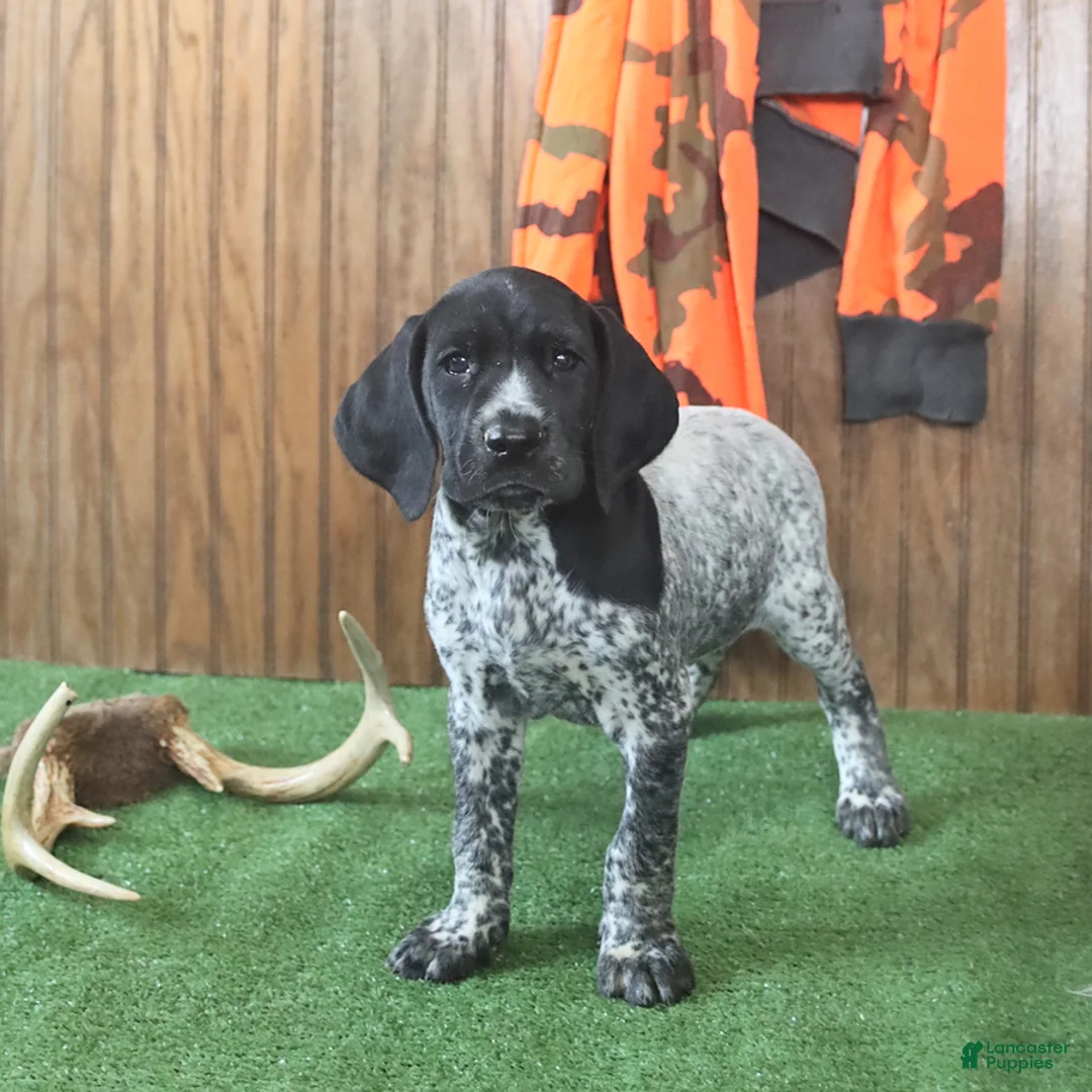 German Shorthaired Pointer dogs for sale: Tinker - Ad 1