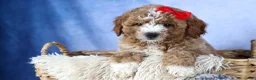 Mini Goldendoodle dogs for sale: 🐾 Meet Neo – F2B Mini Goldendoodle Puppy 🐾 - Ad 3