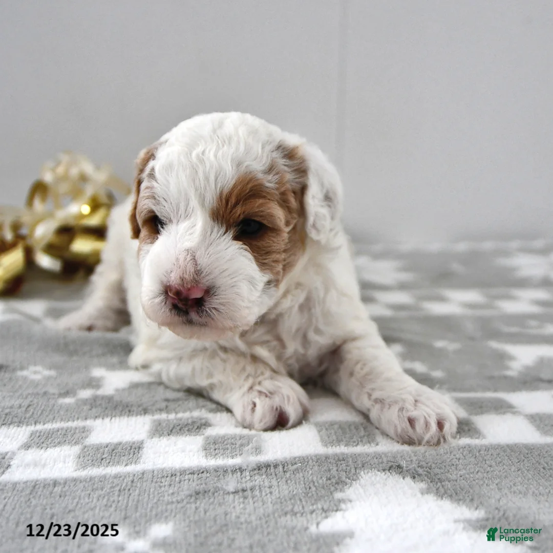 Mini Goldendoodle dogs for sale: Piper - Ad 12