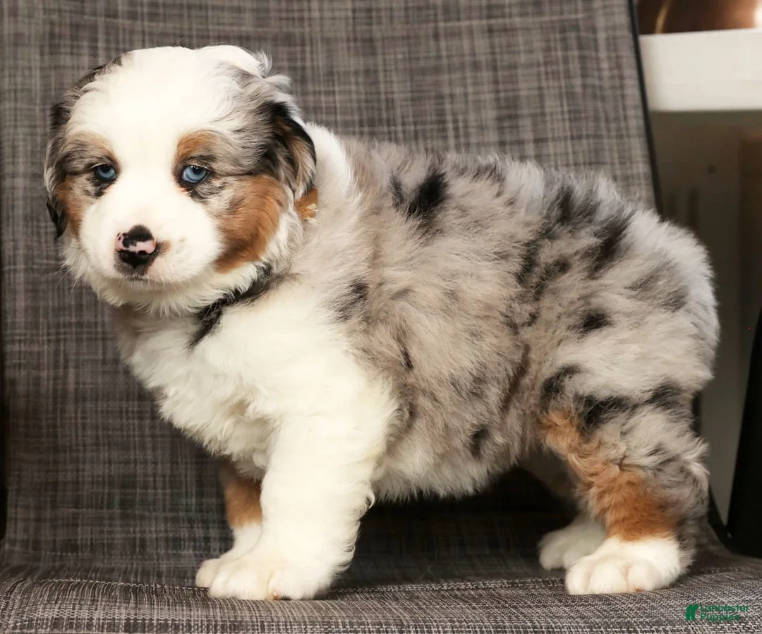 Miniature Australian Shepherd dogs for sale: Joey - Ad 7