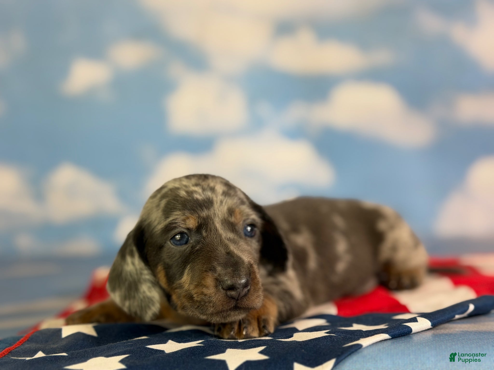 Miniature Dachshund dogs AKC Pixel SH blue dappled DNA OFA  - Ad 1