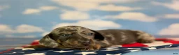 Miniature Dachshund dogs for sale: AKC Pixel SH blue dappled DNA OFA  - Ad 1