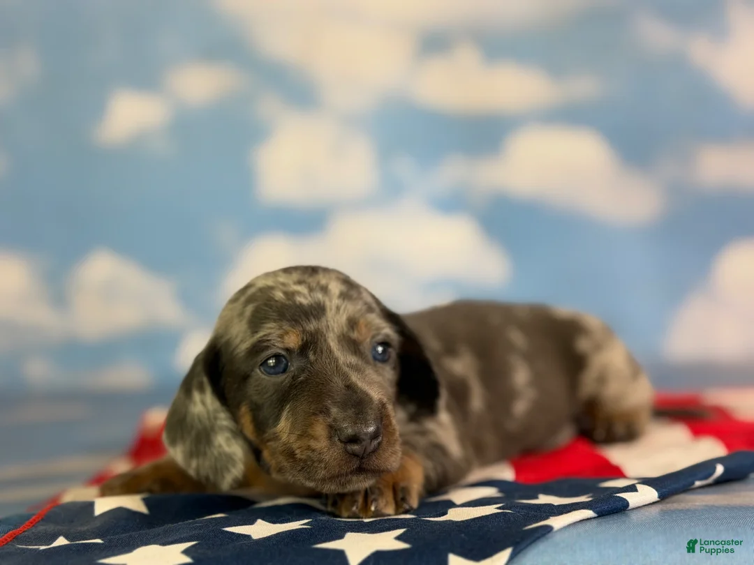 Miniature Dachshund dogs for sale: AKC Pixel SH blue dappled DNA OFA  - Ad 1