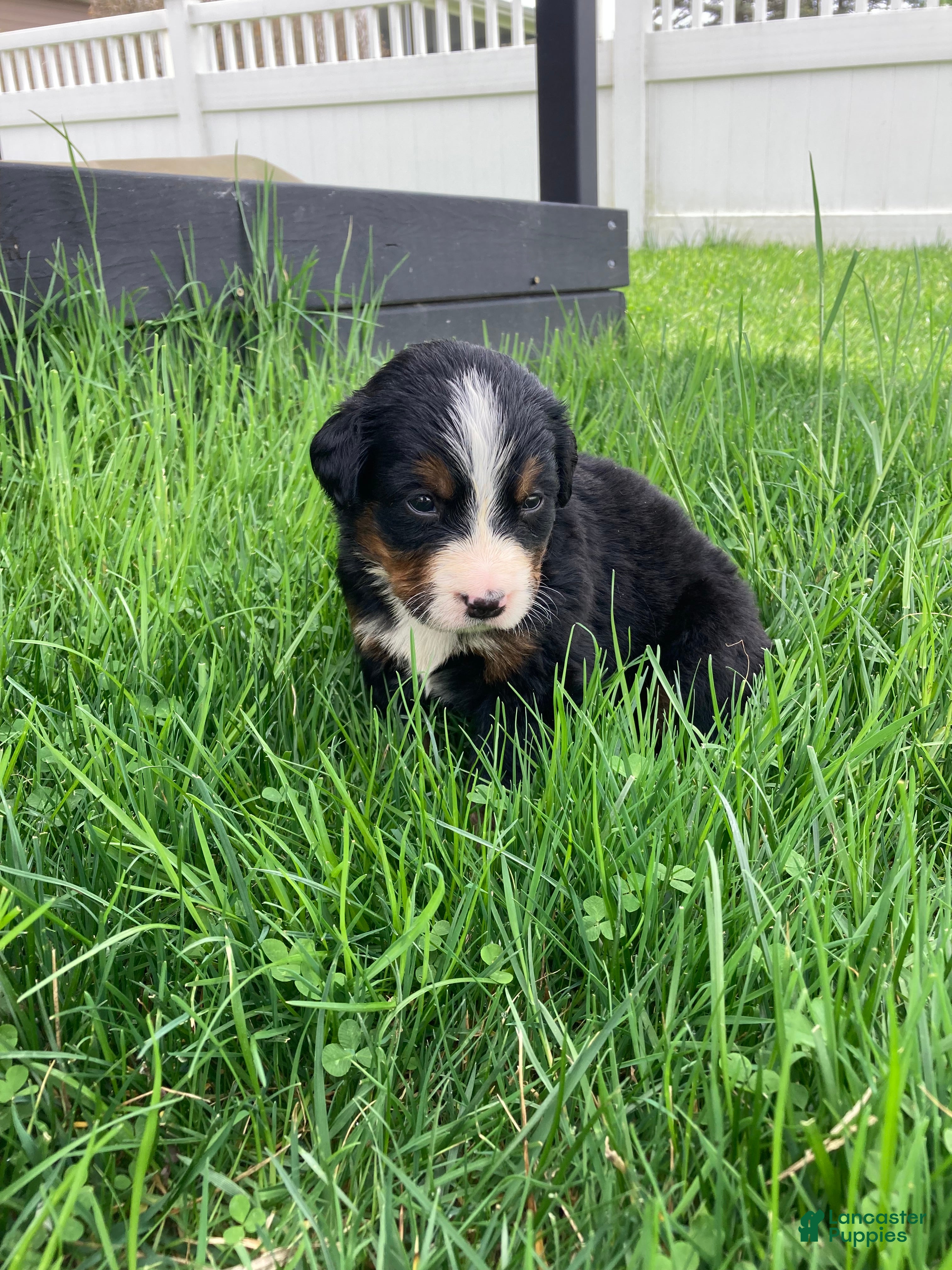 Bernese Mountain Dog dogs Ginger - Ad 2