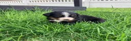 Bernese Mountain Dog dogs for sale: Ginger - Ad 10