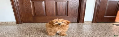 Havapoo Puppy 3