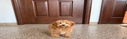 Havapoo dogs for sale: Havapoo Puppy 3 - Ad 1